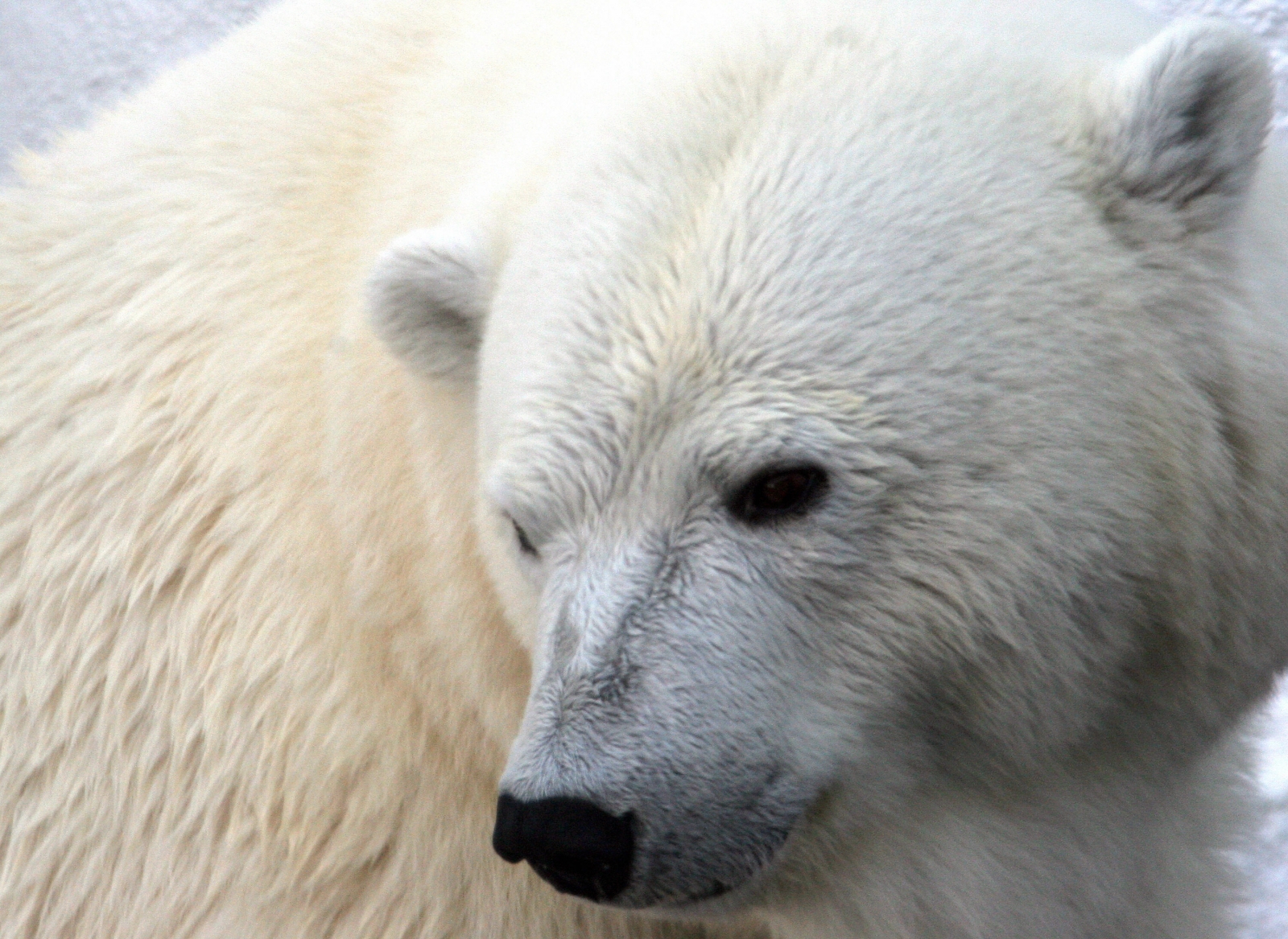 Heartbreaking footage of starving polar bear on iceless land shows ...