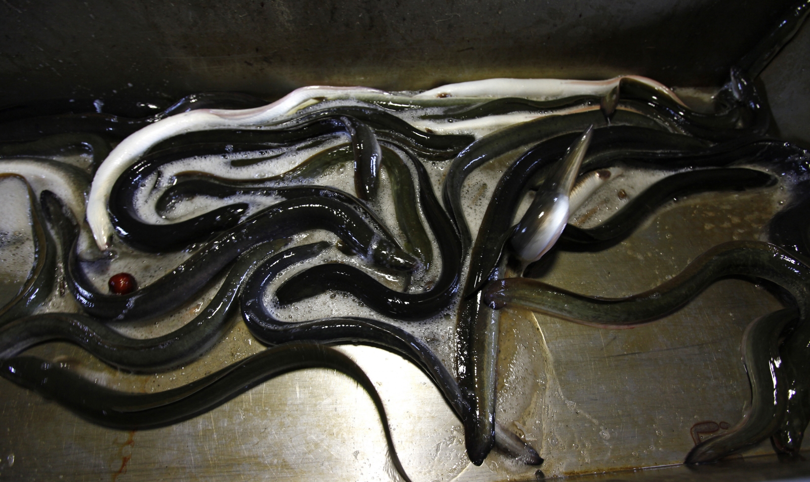 Chinese Doctors Remove Live Eel From Inside Man Attempting To Cure His Constipation Ibtimes Uk