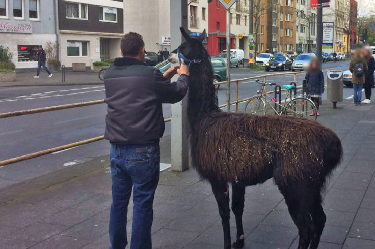Llama caught by police in Cologne Llama caught by police in Cologne