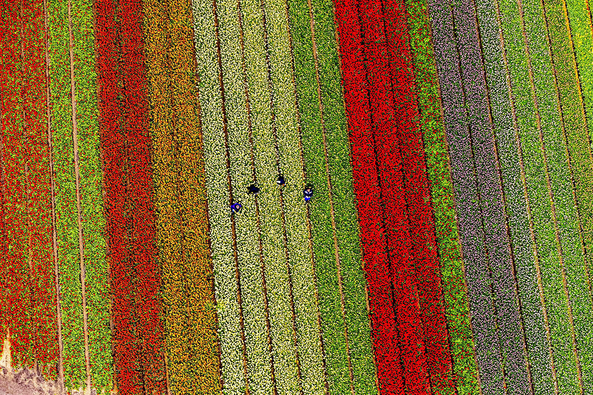 Tulip fields, Lisse