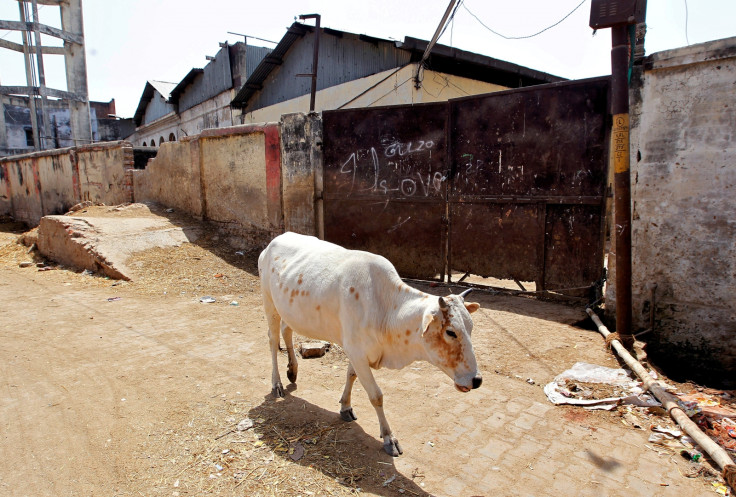 cow india