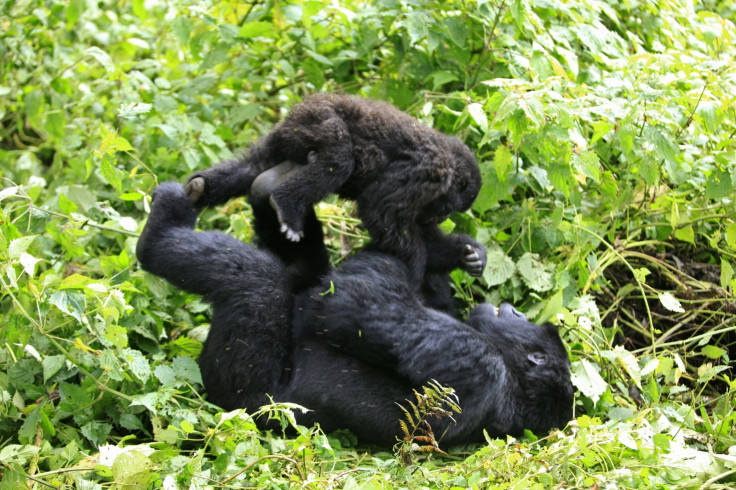 Virunga mountain gorilla