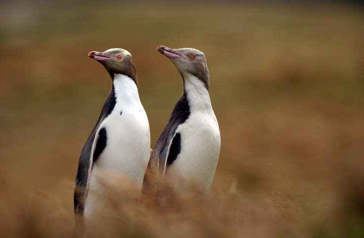 World Penguin Day 2017