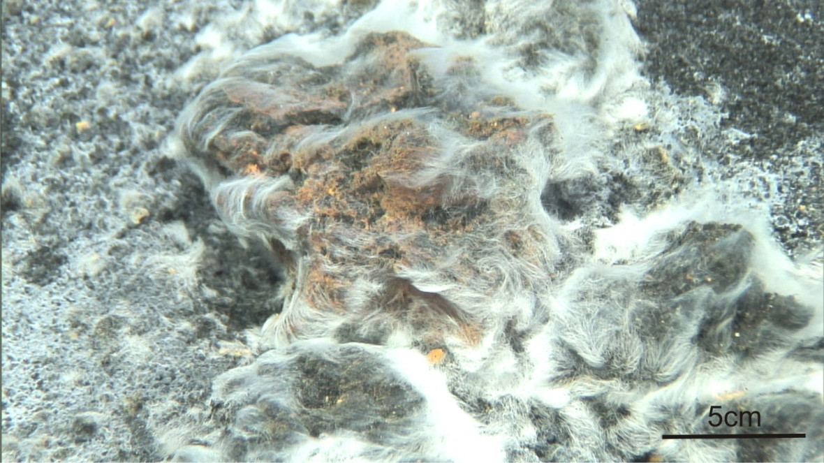 Venus' hair Venus' hair