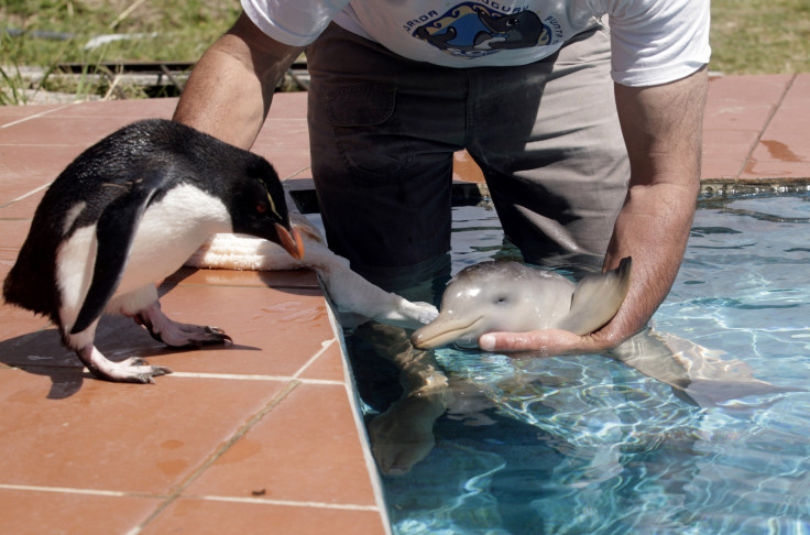 Erect-crested penguin