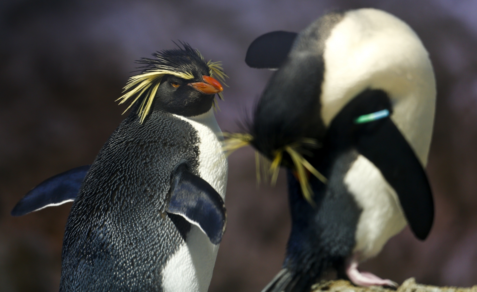 World Penguin Day 2017: The 5 most endangered species