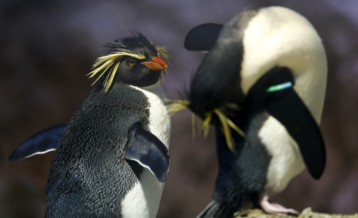 Northern rockhopper penguins 