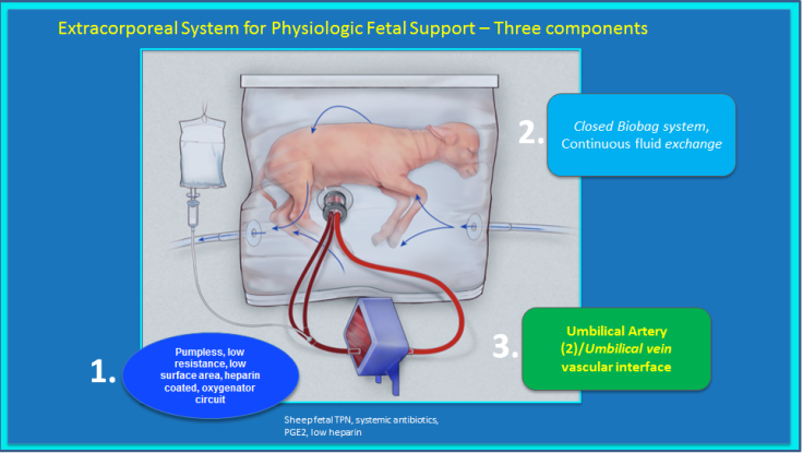 lamb fetus