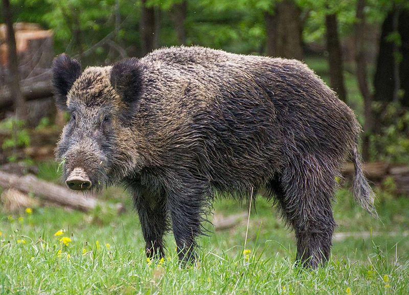 Deadly wild boar runs riot in Rome amid waste collection crisis ...