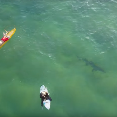 Shark swims under surfers