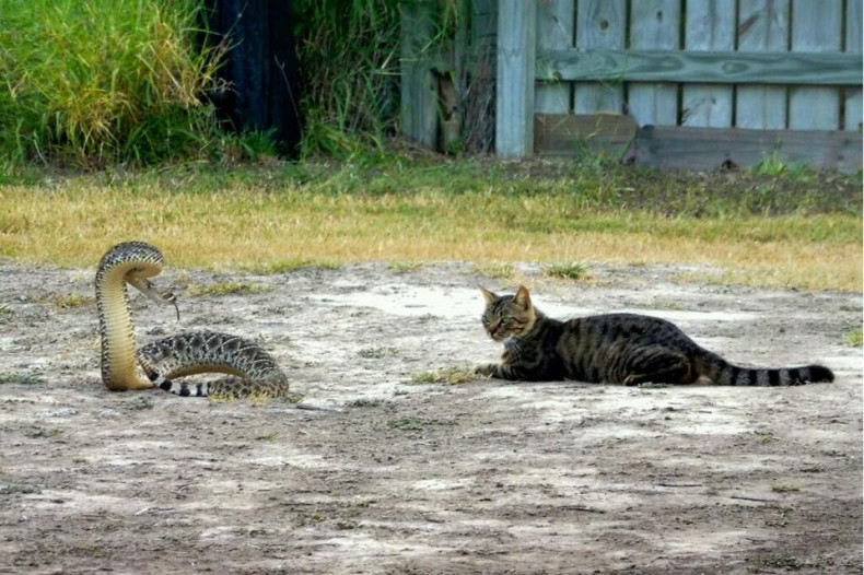 Cat v snake