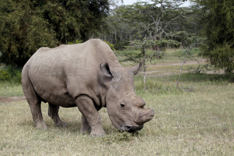 World's last northern white rhino