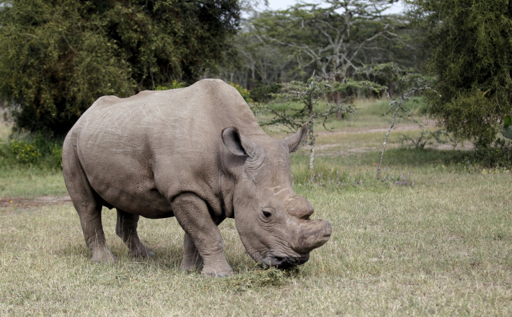 World's last northern white rhino