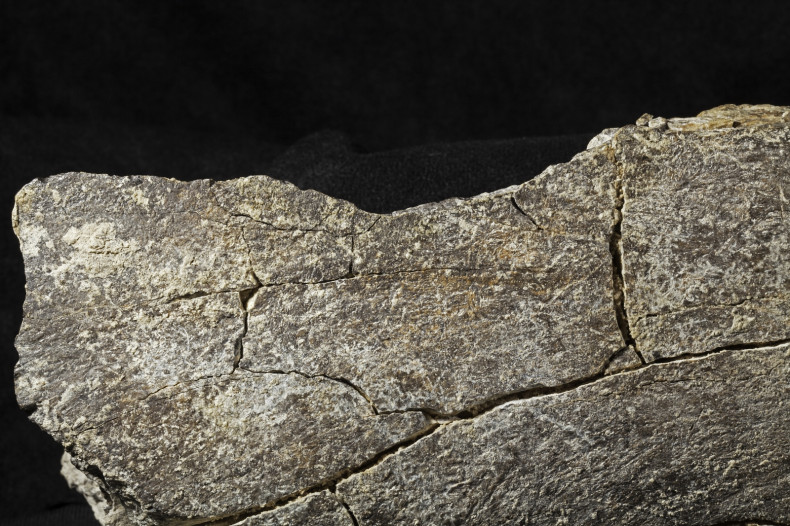 Mastodon femur fractures