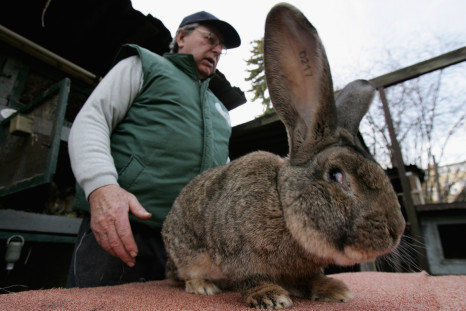 giant rabbit