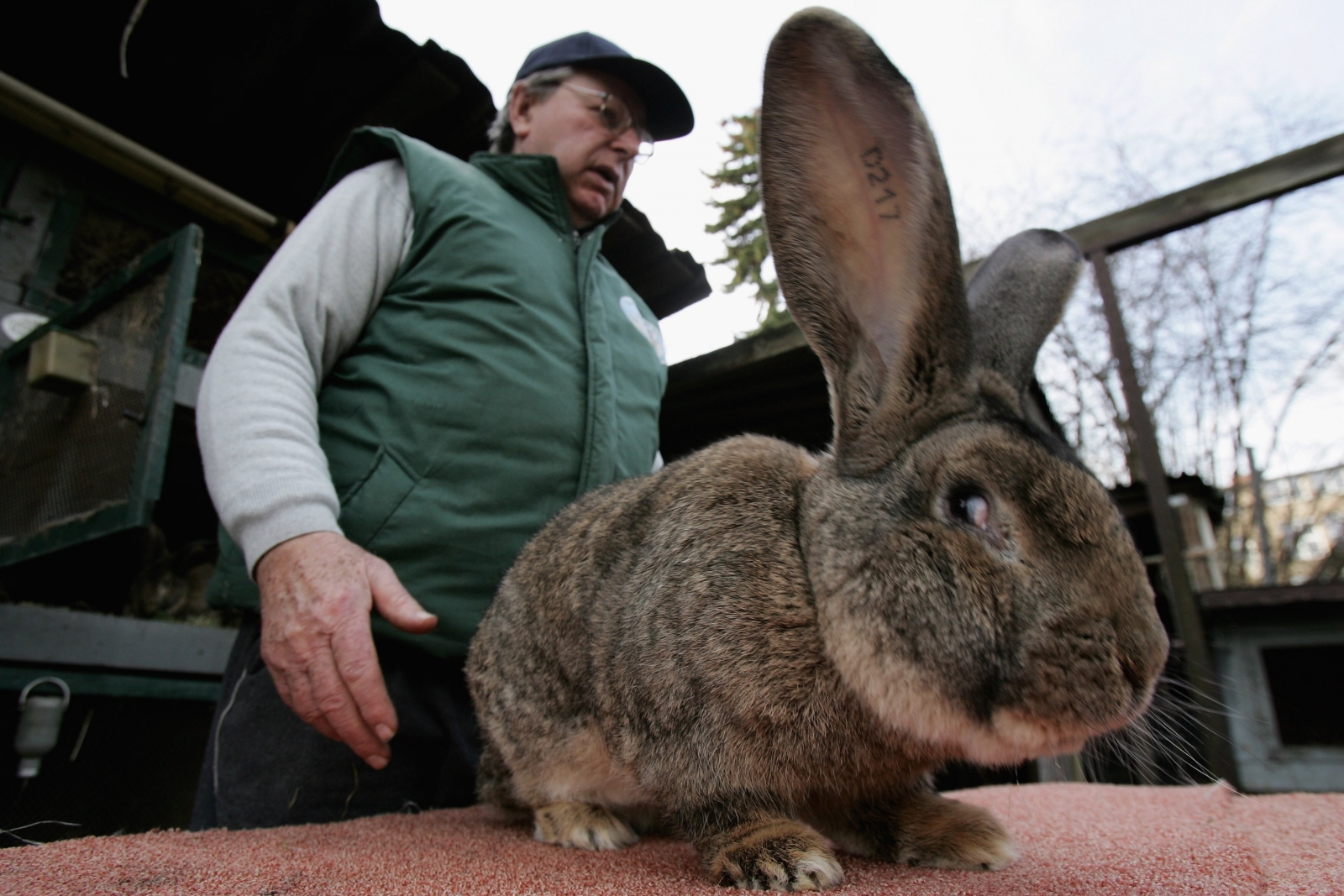United Airlines sued over death of giant rabbit during flight
