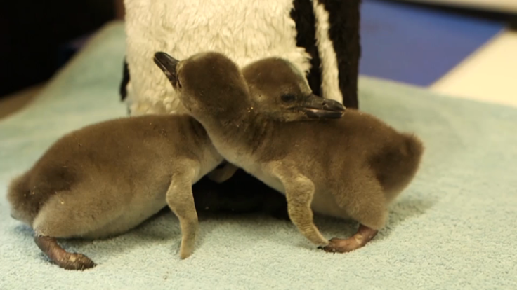 Eggs-tra special day for London Zoo as penguins hatch on Easter Monday