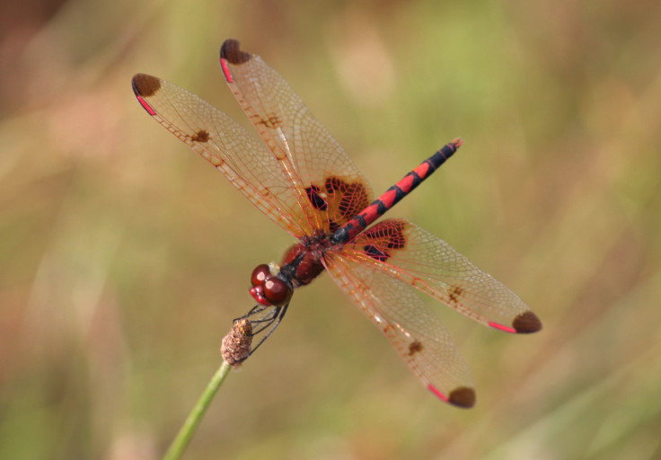 Dragonfly