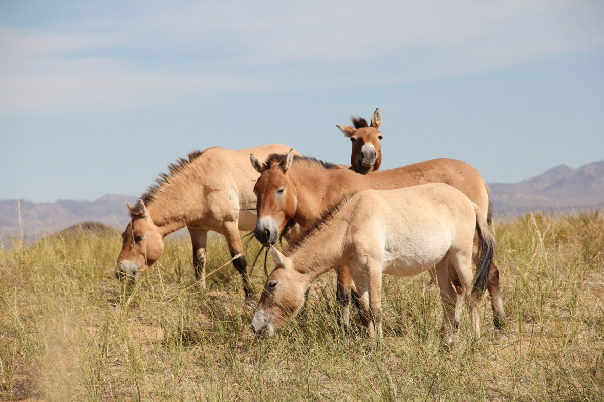 Przewalski's horses Przewalski's horses