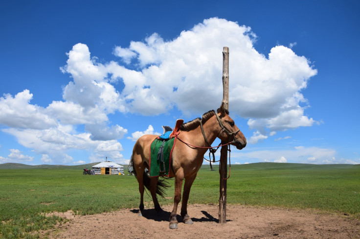 Mongolian horse