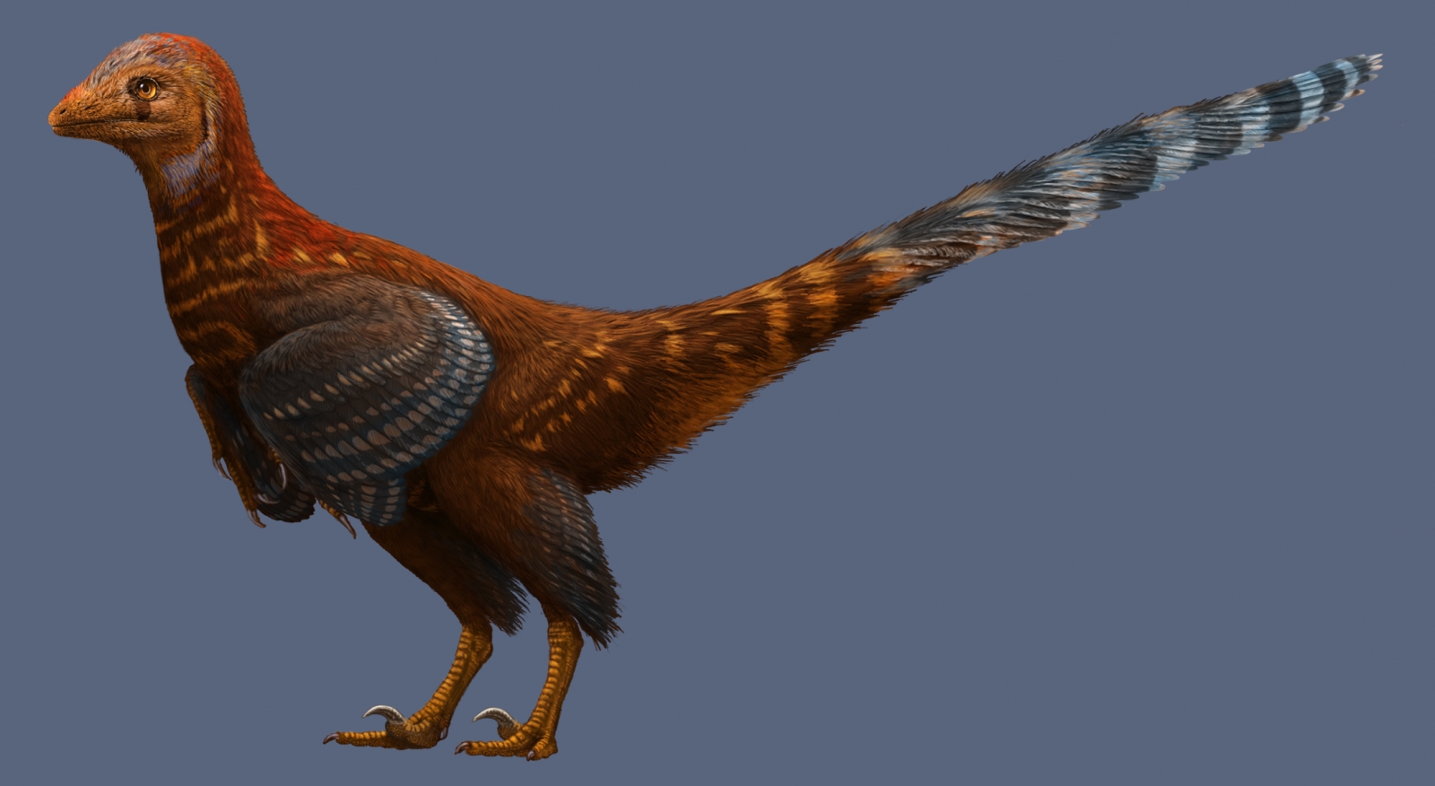 145m-year-old feathered dinosaur sheds light on the origin