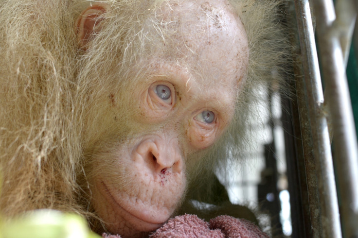 Albino orangutan rescued in Borneo