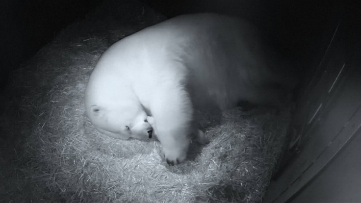 Twin Polar Bear Cubs Born At Sea World In Australia