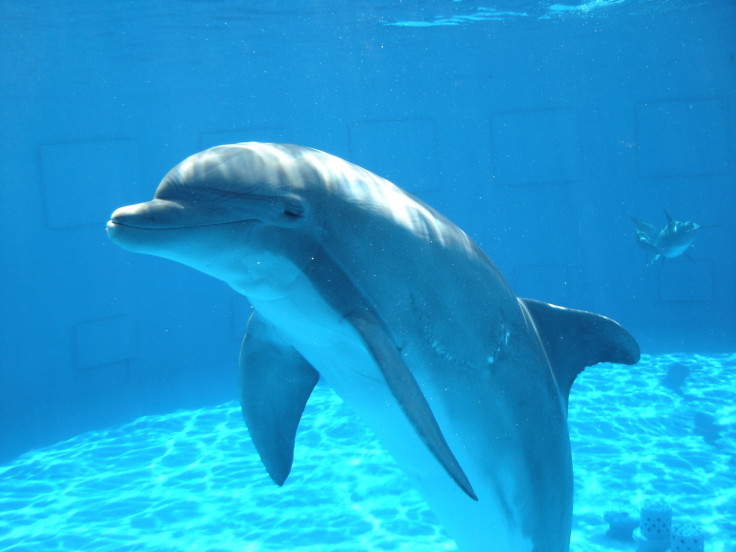 Dolphin