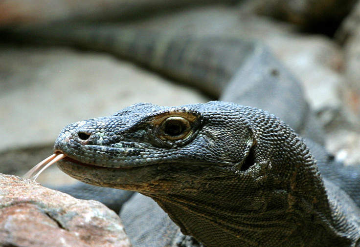 Komodo dragon