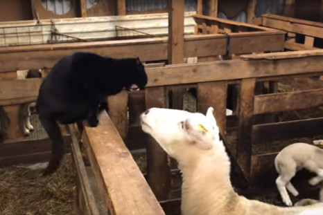 Sheep versus cat