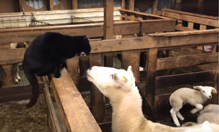 Sheep versus cat