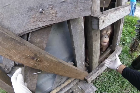 Watch orangutan rescued from tiny, dark box where he was kept prisoner for years
