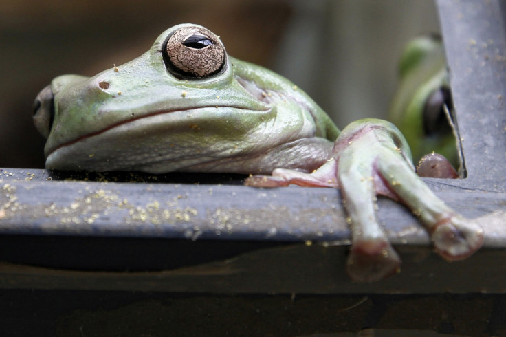 Mexican Leaf Frog