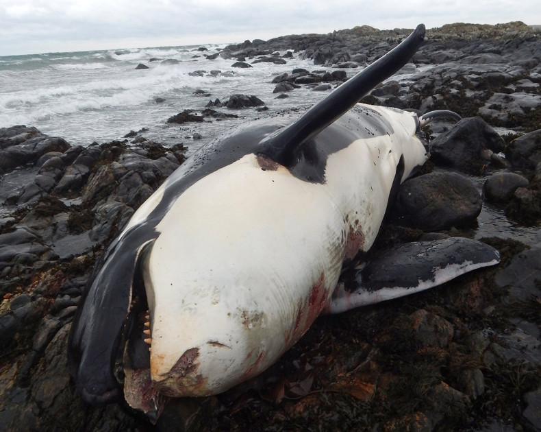 Lulu the orca, found stranded on Tiree