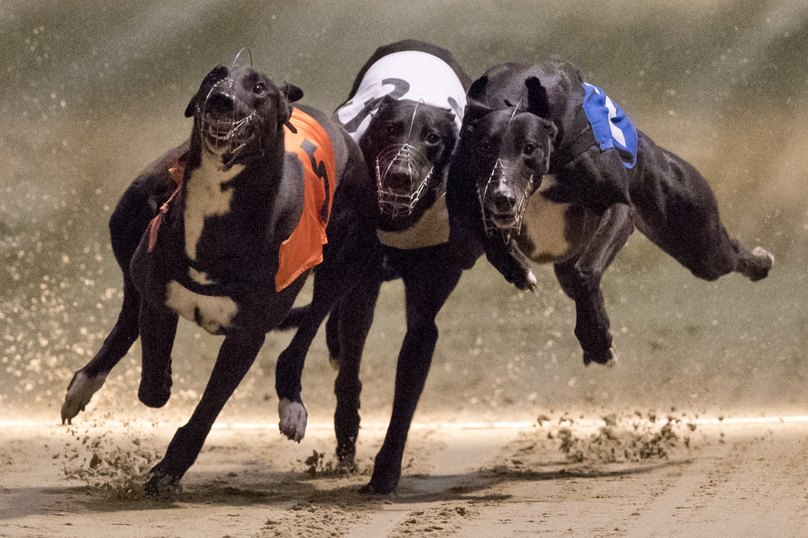 Cocaine found in 5 greyhounds at iconic Florida race track Derby Lane