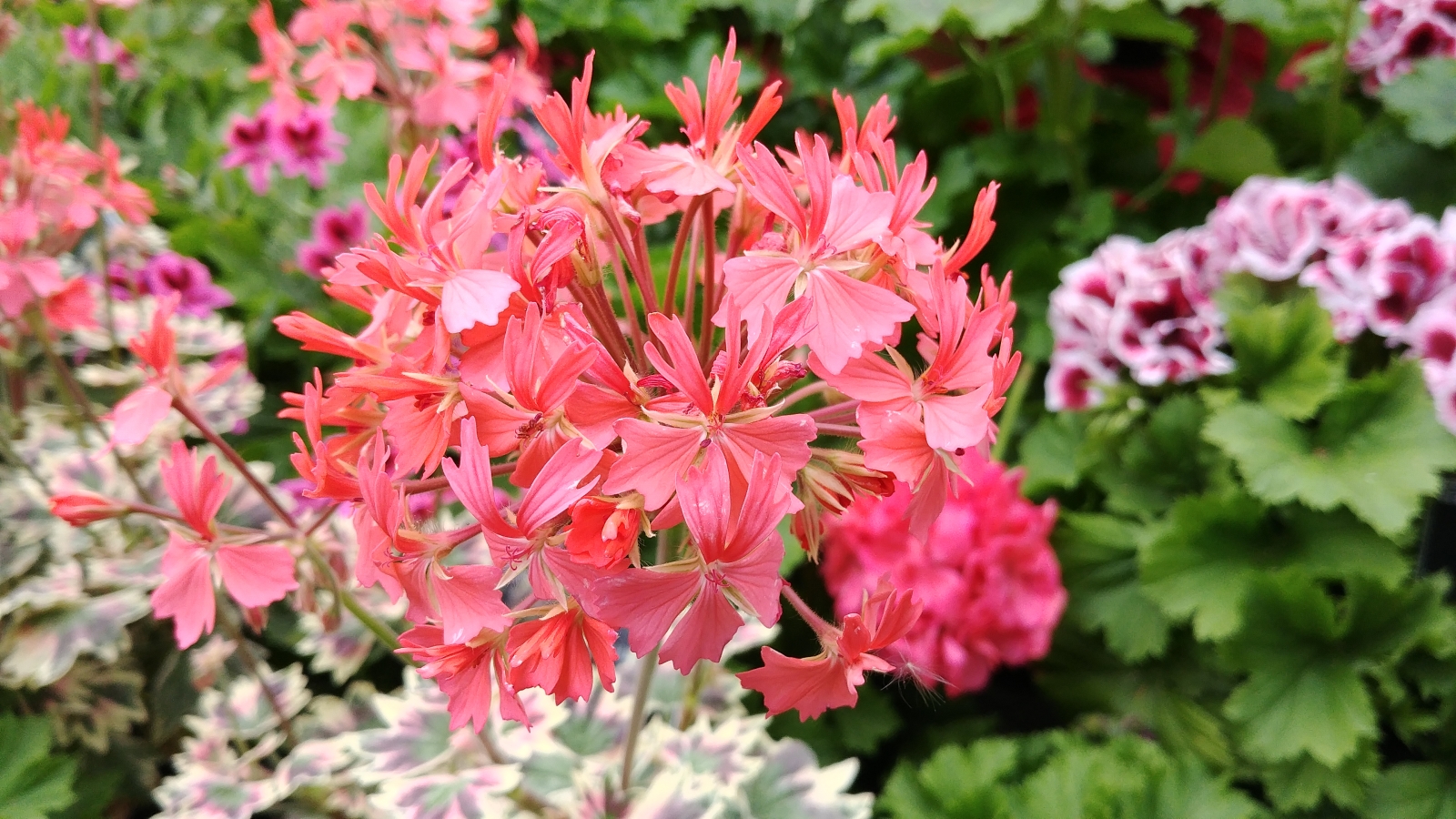 LG G6 review camera sharpening LG G6 review camera sharpening