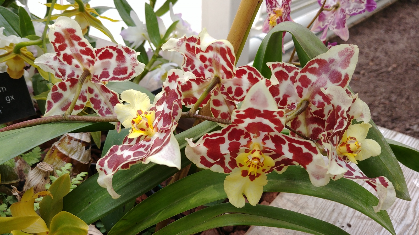 LG G6 review colour LG G6 review colour