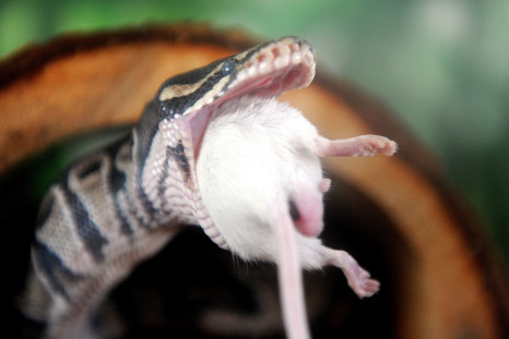 royal python snake mouse