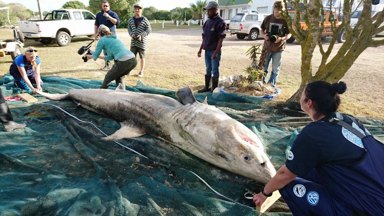 Whales are killing huge great white sharks and harvesting their livers