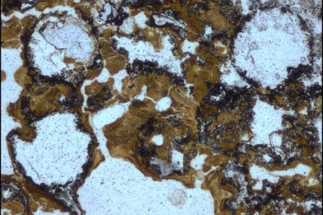 Newly discovered fossils in 3.48 billion-year-old rocks are the world’s oldest evidence of life on Earth