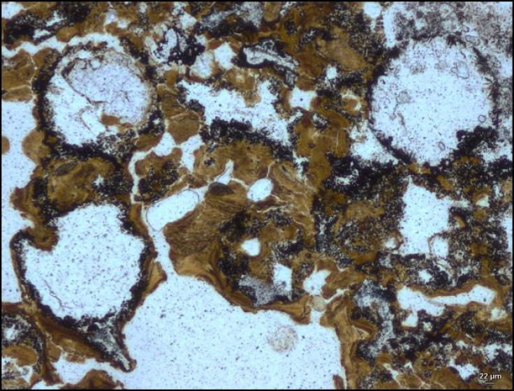 Newly discovered fossils in 3.48 billion-year-old rocks are the world’s oldest evidence of life on Earth