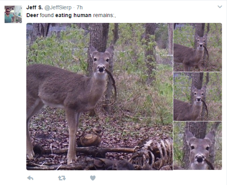 Deer eating human remains