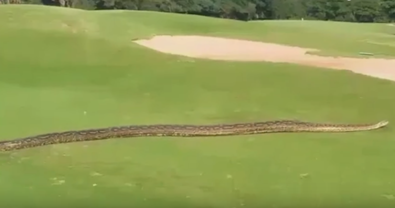 Snake golf course