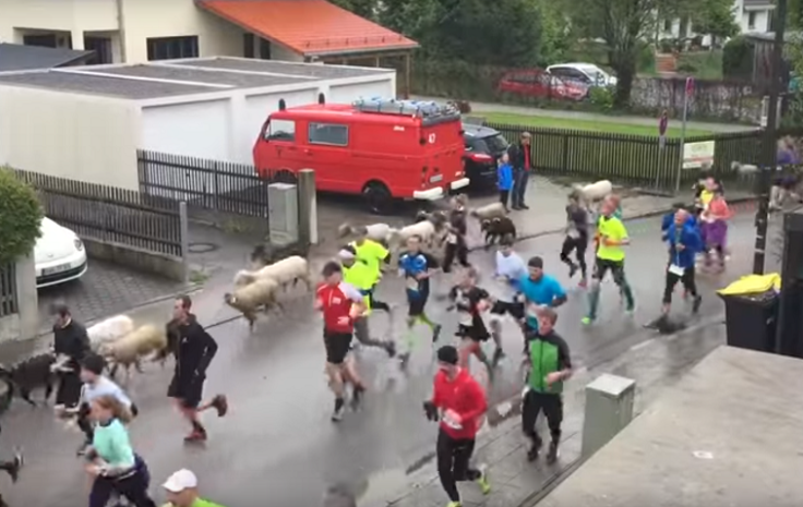 Farm animals join in fun run
