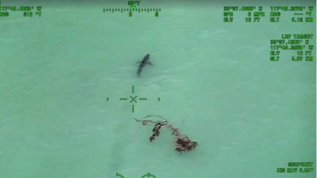 Sharks