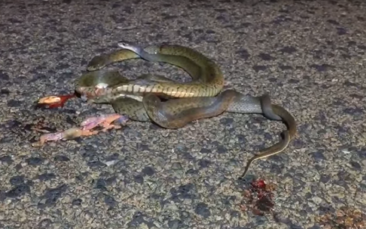 Male snake caught on camera lovingly embracing female 