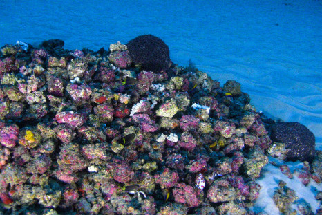 Amazon coral reef Total oil