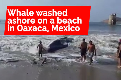  Volunteers Rescue a Whale that Beached Itself on the Shores of Ensenada de la Ventosa