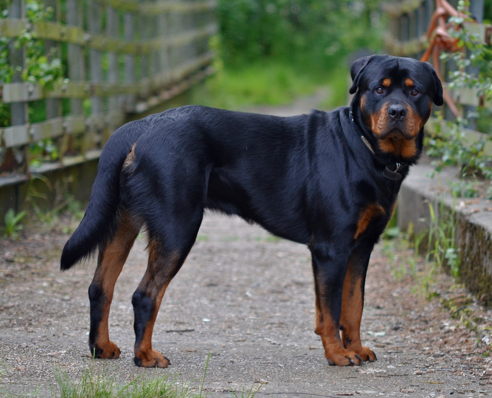 Rottweiler Dog Kills Man And Eats His Flesh In India