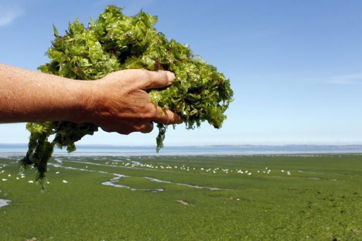 A handful of seaweed is displayed as masses of green seaweed, which at times emits noxious gasses, is seen on Kerlaz beach near Douarnenez in Brittany, western France, August 30, 2011. REUTERS/Mal Langsdon